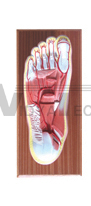 The model of footplate and plantar arterial branches